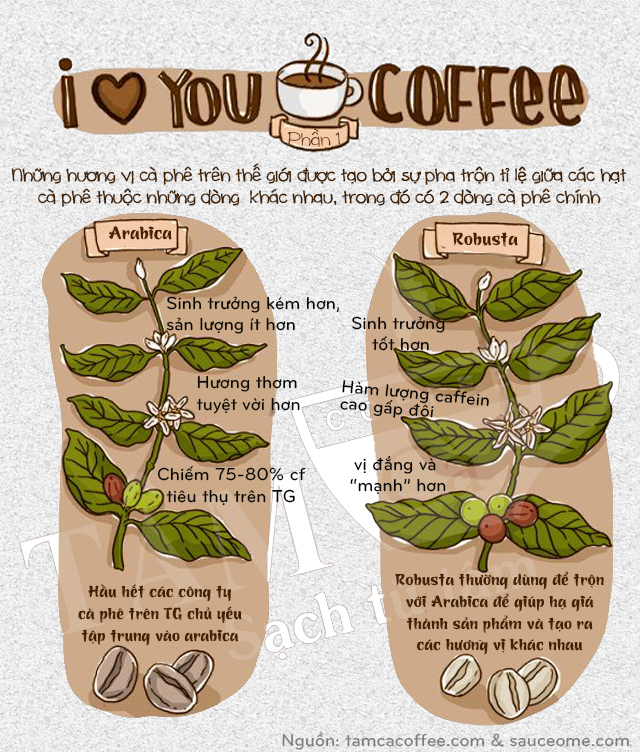 Infographic so sánh cà phê Arabica và Robusta